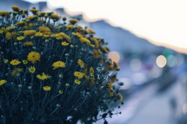 Bahçedeki sarı çiçek