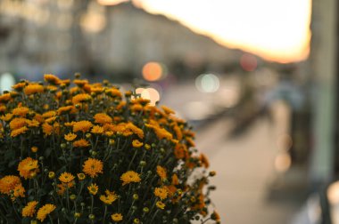 Bahçedeki sarı çiçekler