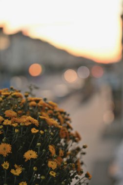 Bahçedeki güzel çiçekler