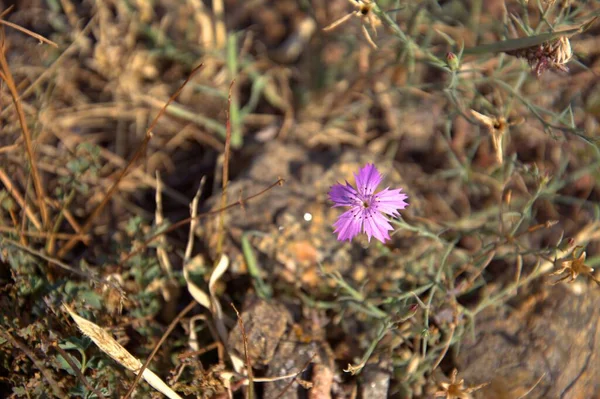 Field Carnation Latin Dianthus Campestris Species Dicotyledonous Plants Genus Carnation — Stock Photo, Image