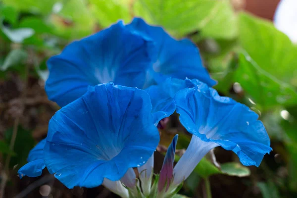 Blue Fresh Flower Head — Stock Photo, Image