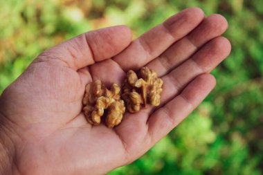 Bir avuç fındık yemeye hazır.
