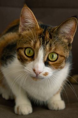 Kedi doğrudan kameraya bakıyor, Kedi kameraya odaklanıyor.