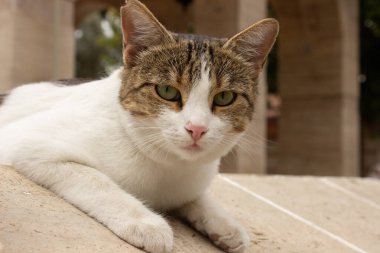 Sokak kedisi duvarda oturuyor ve doğrudan kameraya bakıyor.