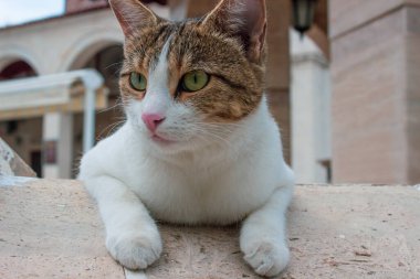 Pençeleriyle duvarda oturan kedi