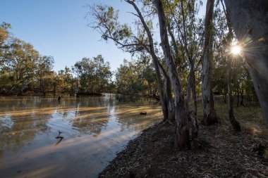 Nindie Gully 'deki Moonie Nehri Avustralya