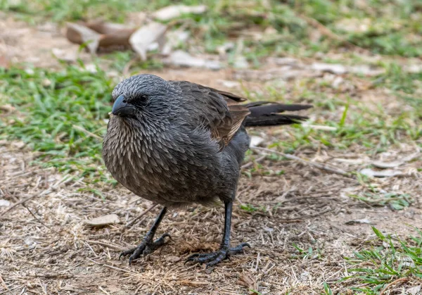 Very Curios Apostle Bird Lousy Jack Scavenging Our Campsite Qld — Stock Photo, Image