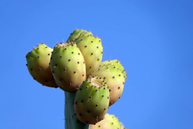 Dikenli armutlar vahşi ve dikenli bitkilerinde olduğu gibi.