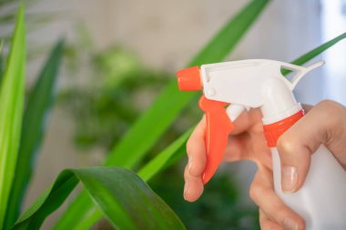 Bir kızın eli bir Yucca bitkisine beyaz bir şişe sprey sıkar ve su sıkar.