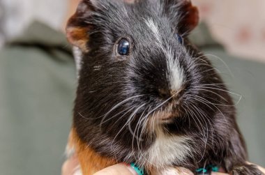 Tricolor kobayı bir gencin elinde. Evcil genç kız kobay faresi