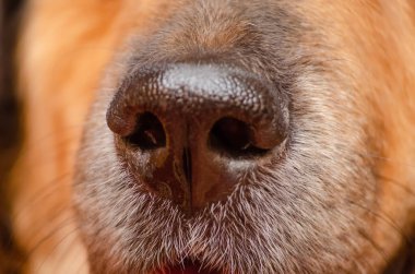 Güzel bir Alman çoban köpeğinin burnu, makro.