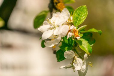 Baharda çiçek açan elma ağaçları Güneşli bir günde yakın plan, arka plan