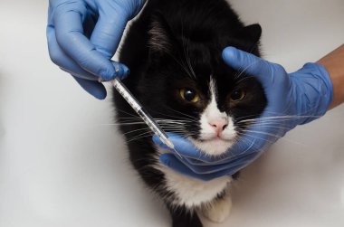 Mavi eldivenli şırınga ve siyah kedi 