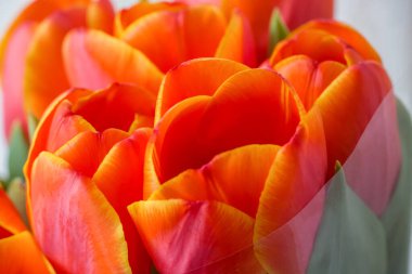 Kırmızı Turuncu Lale Çiçeği aşağıdan çekilmiş lale arkaplan desenli yakın plan