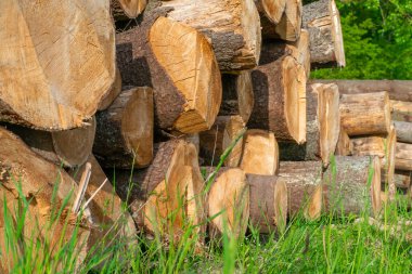 Birçok kesik kütük birbirinin üzerine uzanır. Yakın çekim.