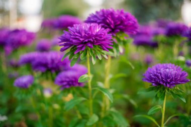Yumuşak, mor kasımpatı çiçekleri çiçek tarhında yakın plan.