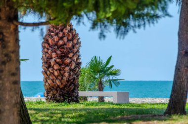 Denize bakan güzel bir gezinti yeri: Güneşli bir günde palmiye ağacının yanında beyaz bir bank. Gürcistan, Batum