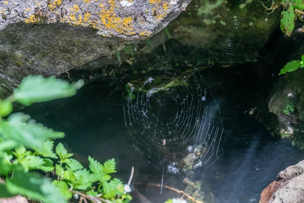 Close Spinnenweb Achtergrond Van Een Hol Met Gras — Stockfoto