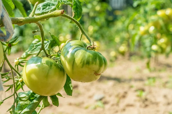 Tomat Hijau Taman Menutup Pada Hari Yang Cerah — Stok Foto