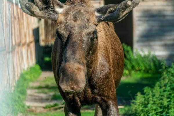 Moose Detailní Záběr Zoo — Stock fotografie