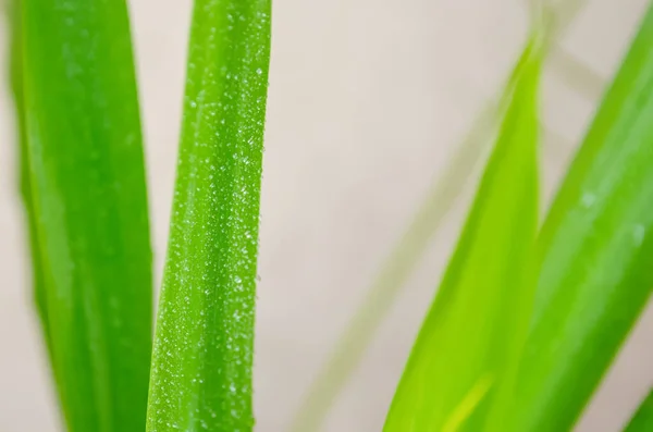 Folha Verde Com Gotas Água Macro Contexto — Fotografia de Stock