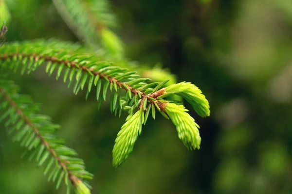 Jonge Lente Scheuten Van Een Sparren Tak Zijn Fel Groen — Stockfoto