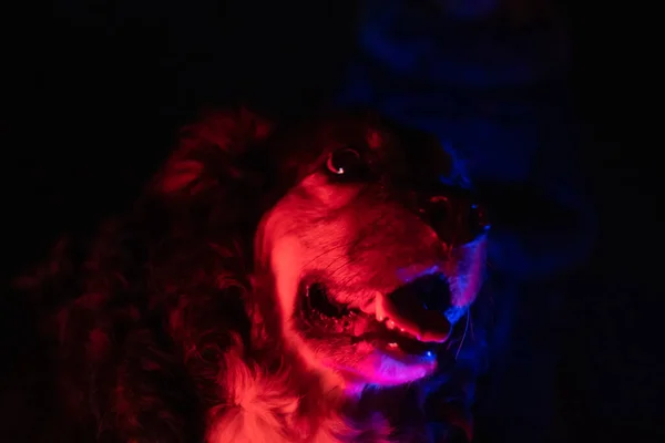 警察の明かりの下で夜にドイツの警察犬の肖像画 — ストック写真