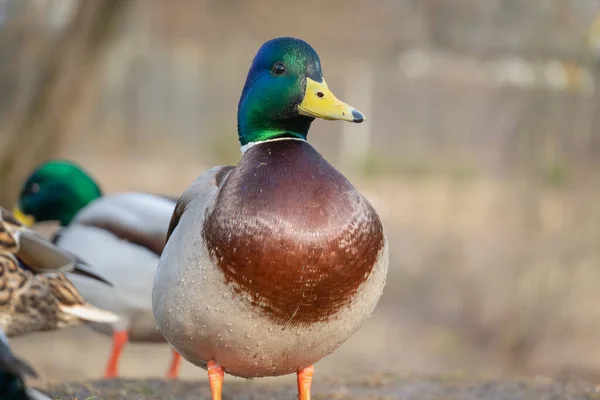 Beautiful duck with a green head among other ducks close up
