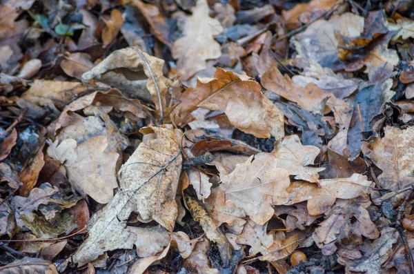 Fond Feuilles Automne Chêne — Photo