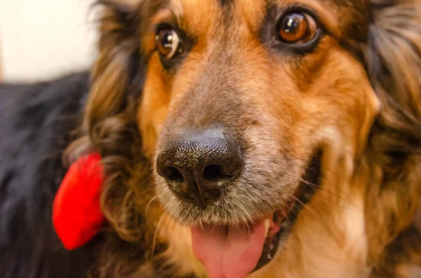 Beautiful Cheerful German Shepherd Dog Protruding Tongue Red Heart Focus — Stock Photo, Image