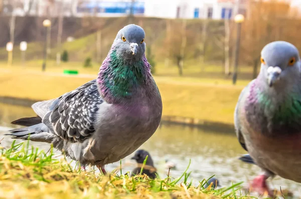 Schöne Taube Steht Auf Dem Rasen Der Nähe Des Flusses — Stockfoto