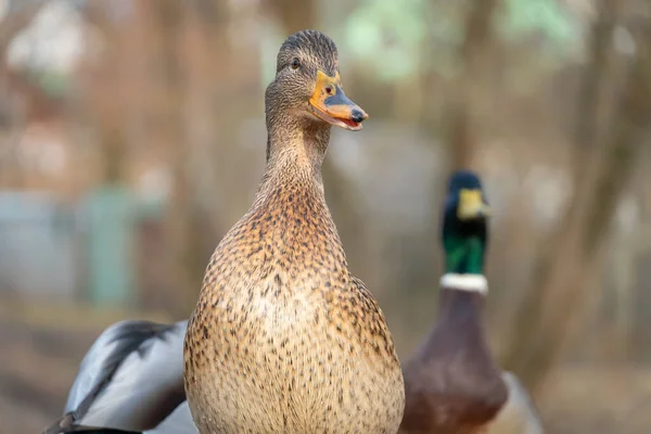 Beautiful Wild Grey Duck Other Ducks Close — Stock Photo, Image