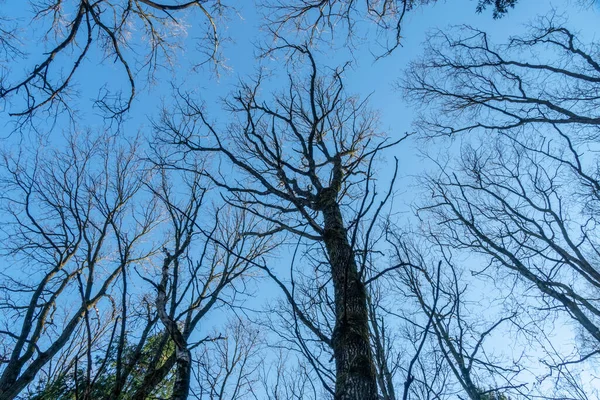 Äste Und Baumkronen Vor Blauem Himmel Bei Tageslicht Frühlingslandschaft Der — Stockfoto