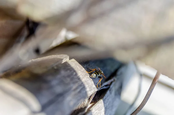 Μια Σφήκα Vespula Έντομο Κάθεται Ένα Ξύλινο Φράχτη Στις Ακτίνες — Φωτογραφία Αρχείου