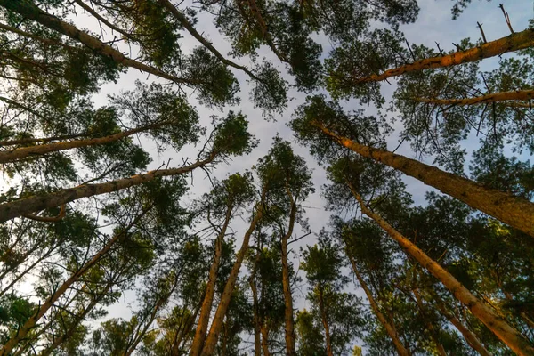 Dolní Pohled Vysoké Borovice Proti Modré Obloze Pozadí — Stock fotografie