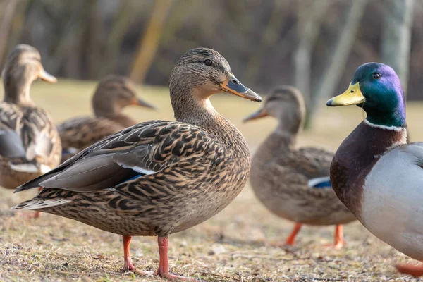 Mooie Wilde Grijze Eend Onder Andere Eenden Close — Stockfoto