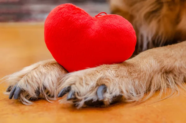 Paws dog holding a red heart close-up. The concept of the holiday, Valentine\'s day