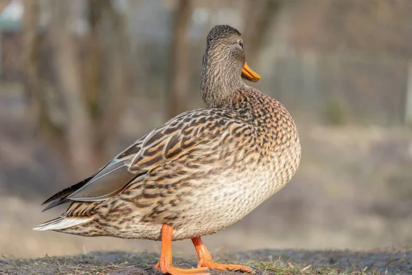 Schöne Wilde Graue Ente Aus Nächster Nähe Mit Kopierraum — Stockfoto