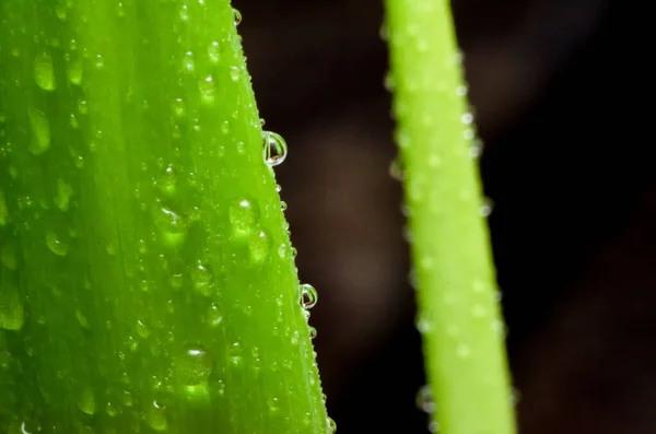 Folha Verde Com Gotas Água Macro Contexto — Fotografia de Stock