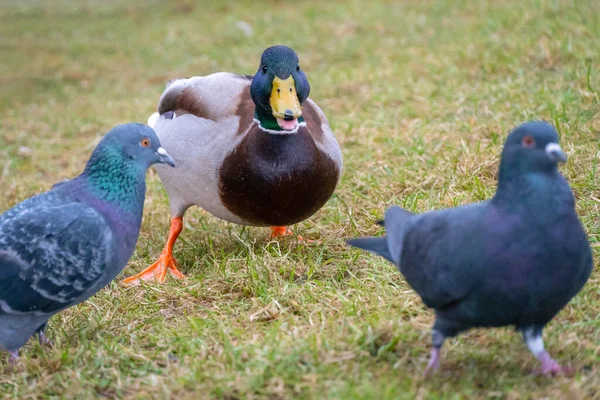 Duck Green Head Two Pigeons Grass — Stock Photo, Image