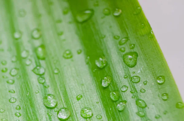 Green Leaf Water Drops Macro Background Stock Photo