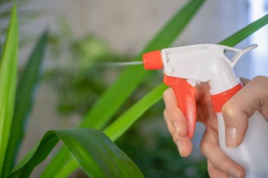 Bir kızın eli bir Yucca bitkisine beyaz bir şişe sprey sıkar ve su sıkar.