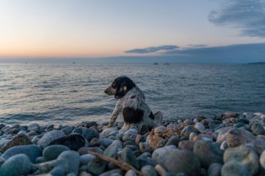 Küçük beyaz ve siyah bir köpek deniz kenarında bir çakıl taşlı sahilde oturuyor ve gün batımını seyrediyor, Batumi.