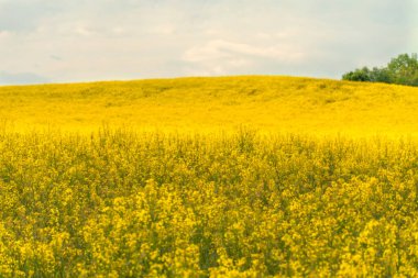 Güneşli bir yaz gününde gri bulutlu parlak sarı kolza tohumu tarlası..