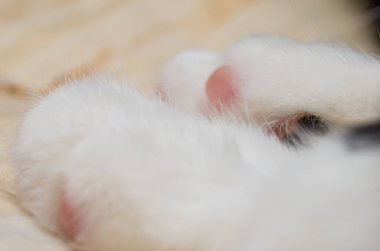 Beyaz pençeli kedi yaklaş.