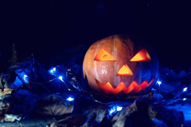 Karanlıkta parlayan balkabağı, mavi ışıklar ve dumanda sonbahar yaprakları. Güzel Cadılar Bayramı arkaplanı, kopyalama alanı.