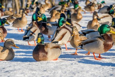 Güneşli bir günde nehir kenarındaki ördekler. Ördekler yaklaşıyor. Kardaki ördekler