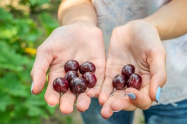 Güneşli bir günde, çimlerin arkasında, kızın avuçlarında kiraz çilekleri yatar.