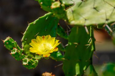 Sarı kaktüs çiçekleri yeşil dikenli kaktüs yapraklarının arka planında kapanıyor.