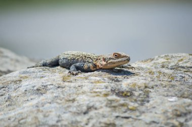 Kertenkeleyi bir taşın üzerine yakın plan çek.